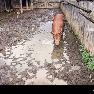 A pig standing in the muddy enclosure of a farm sty.