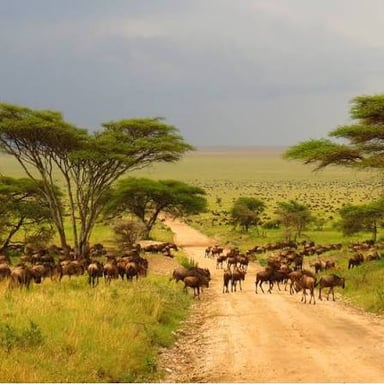 Contrasting savanna and desert landscapes