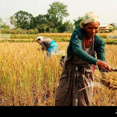 A farmer harvesting a crop in a field.