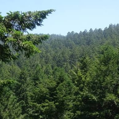 A fir tree with dense evergreen branches in a forest.