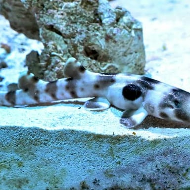 A juvenile shark swimming underwater.
