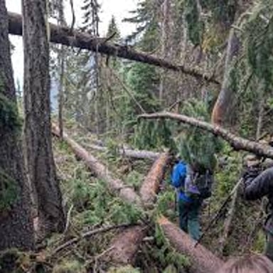 A fallen tree blocking a hiking trail