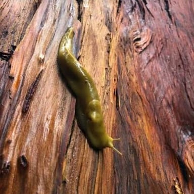 A yellow banana slug moving across a damp forest floor