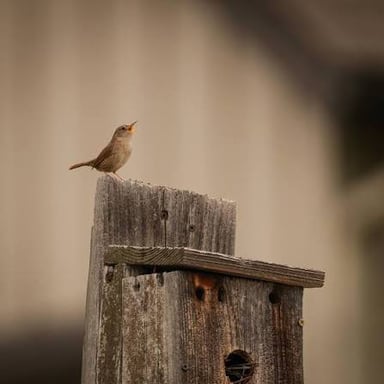 A small brown wren perched near a birdhouse.
