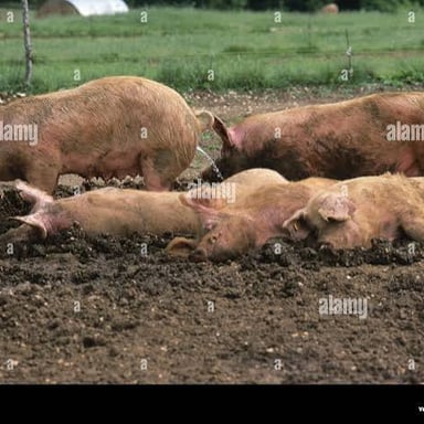 Pigs in a muddy enclosure.