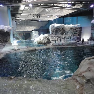 Penguins in a zoo’s penguin exhibit