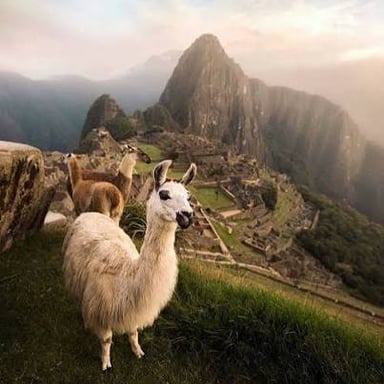 Llamas in a Peruvian landscape near Machu Picchu