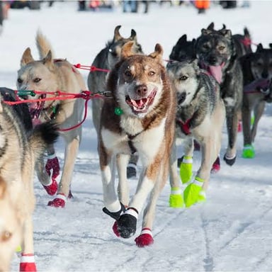A dog team pulling a musher’s sled along a snowy Alaska trail.