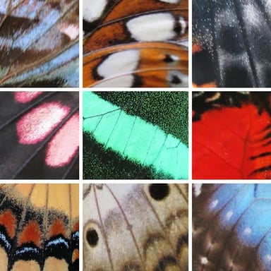 A butterfly with patterned wings, viewed from above.