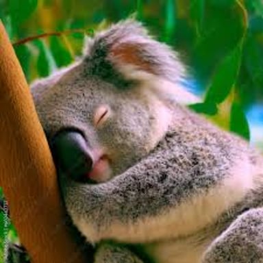 A koala sleeping on a eucalyptus tree branch
