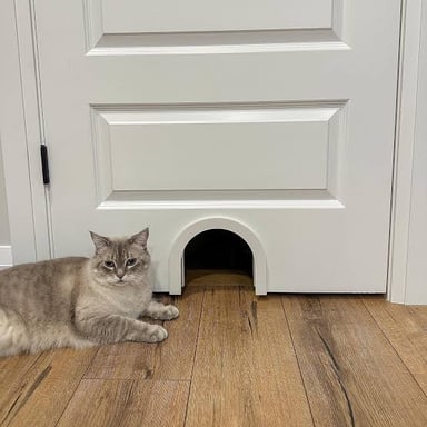 A domestic cat using a small flap-style pet door.