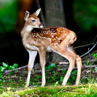 A female deer standing in a forest
