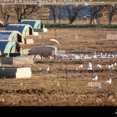 Pigs inside a farm enclosure, or sty.