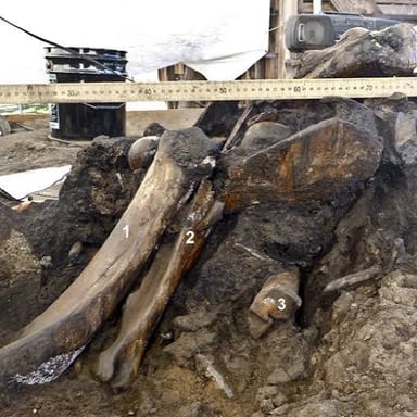The La Brea Tar Pits fossil excavation site in Los Angeles