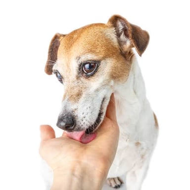 A puppy reaches out to lick a person's hand.