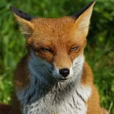 A fox with an alert, crafty-looking expression