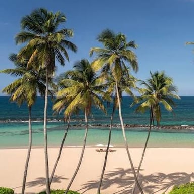 A tropical coastline in Puerto Rico with palm trees