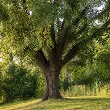 A mature elm with a broad leafy canopy casting shade.