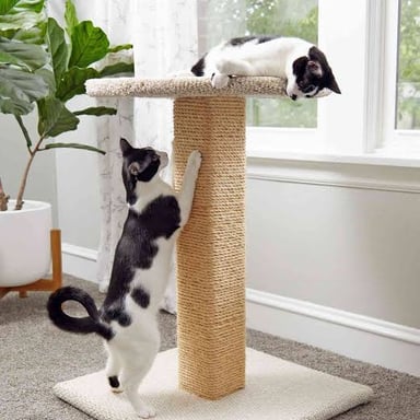 A cat standing upright while scratching a sisal scratching post.