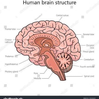 An anatomical illustration of the human brain.