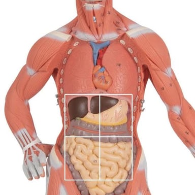 A torso diagram indicating the waist between the ribs and hips.