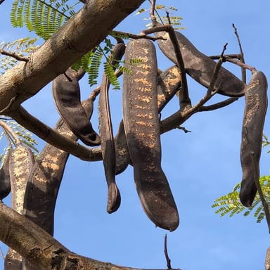 A carob tree bearing long pods, the fruit used to make carob powder.