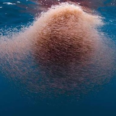 A swarm of small, shrimp-like krill in ocean water.