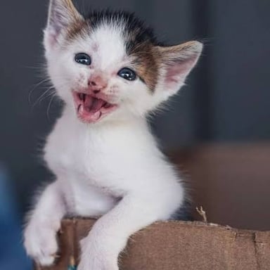 A kitten with its mouth open as if meowing.
