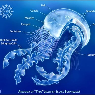 A bee and a jellyfish, two animals that can sting.