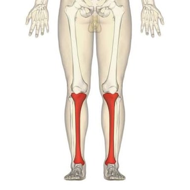 An anatomical illustration showing the tibia, or shinbone, beneath the femur.