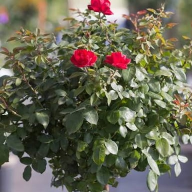A red rose in bloom, a familiar symbol of romantic love.