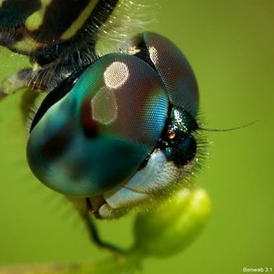 Close view of a dragonfly’s head showing its large compound eyes and smaller simple eyes.