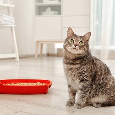 A domestic cat beside a litter tray.