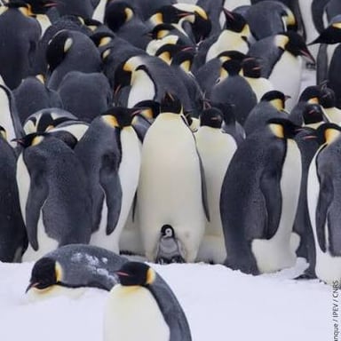 Emperor penguins standing close together on Antarctic ice.