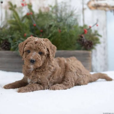 A young Labradoodle, an example of a puppy from a poodle-cross breed.