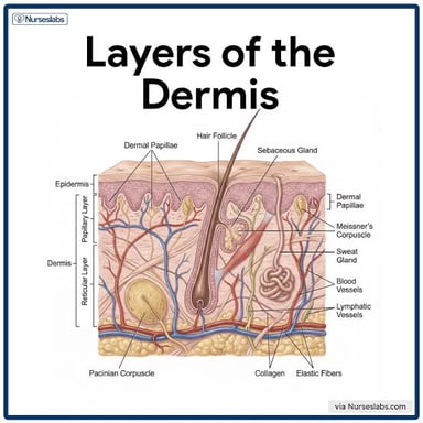 A medical diagram showing the layers of human skin.