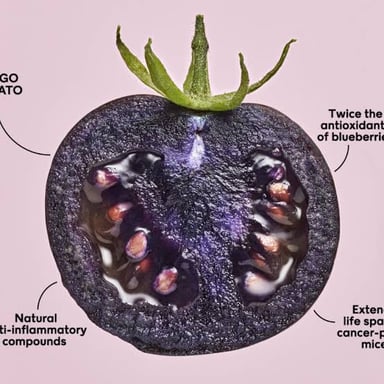 A crop plant shown in an educational illustration about genetic modification