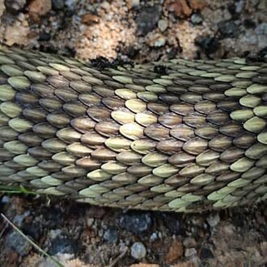 Close-up views of the scaled skin of a snake and a fish