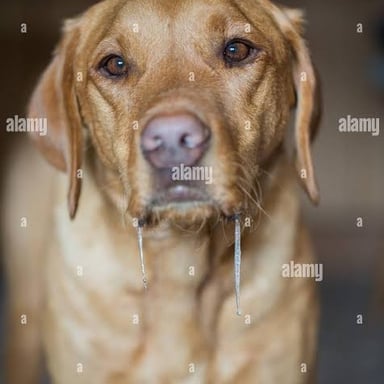 A dog with a visible strand of saliva hanging from its mouth