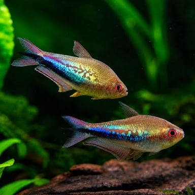 Small tropical tetra fish swimming together in an aquarium.