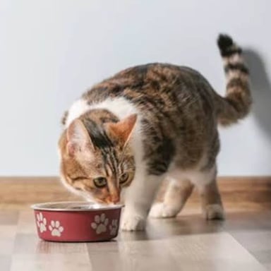 A cat eating from a bowl of Friskies cat food.