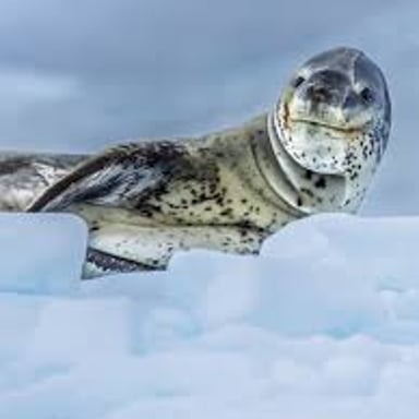 Seals resting on Arctic sea ice.