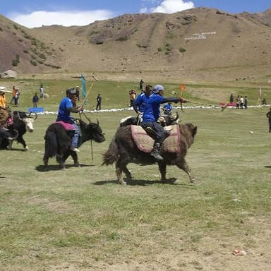 Players riding yaks during a polo-style match in Pakistan.