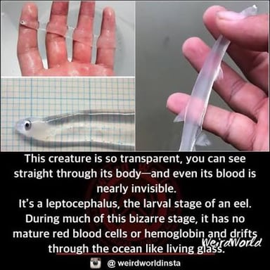 A scientific illustration shows the flattened, leaf-shaped larva of an eel.