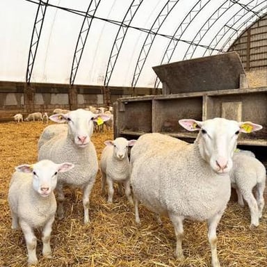 A female sheep with lambs in an enclosure.