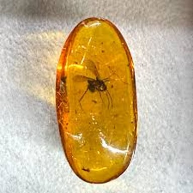 A piece of amber containing a preserved insect.