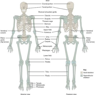 A skeleton diagram locating the tailbone and the small bones in a finger.