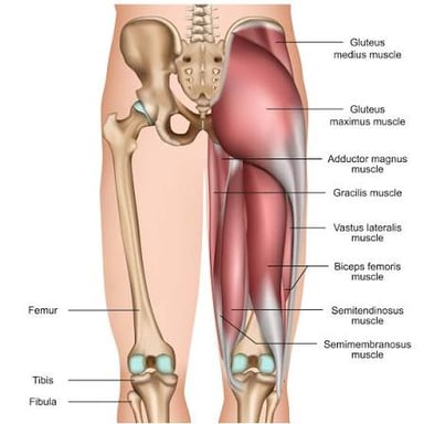 An anatomy illustration locating the hamstring tendons behind the thigh and knee.