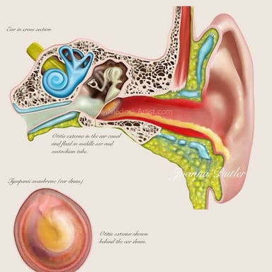 An anatomical illustration showing the ear canal