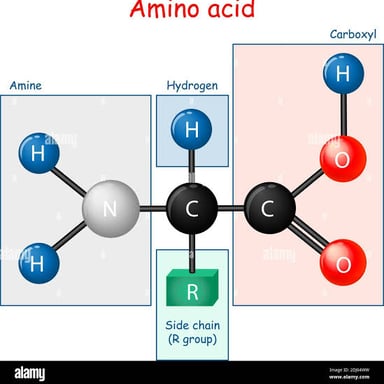An educational molecular diagram representing an amino acid.